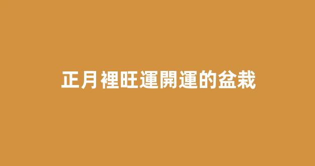 正月裡旺運開運的盆栽