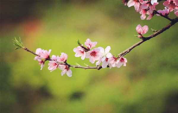 桃花極旺的八字