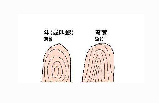 手指簸箕和鬭