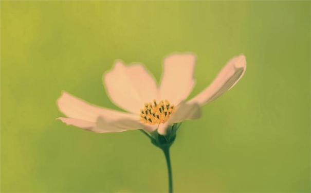 小孩子掌纹