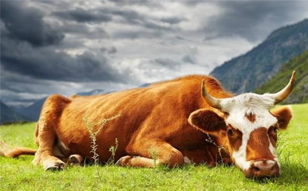 分析生肖牛的人生观和财富观