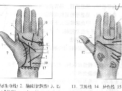 从手相看婚姻，揭秘你是早婚还是晚婚的命