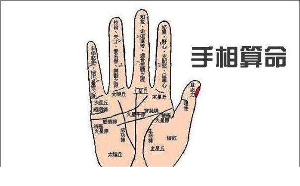 掌纹的秘密如何从掌纹算命呢？