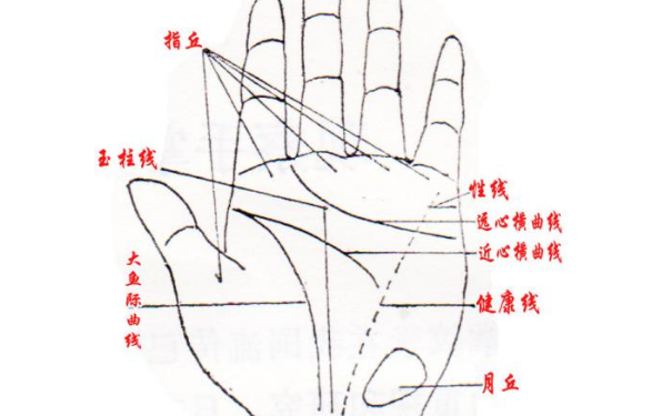 手掌纹路图解从手纹了解你的命运