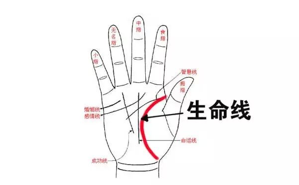 手掌纹路图解不同的生命线拥有什么样不一样的