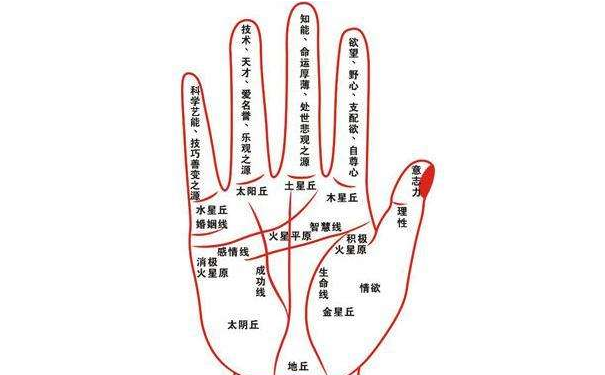 教你怎样看手相中的命运线