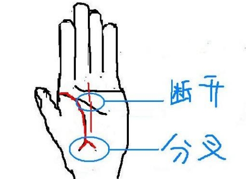 生命尾分叉的人应该怎么办呢