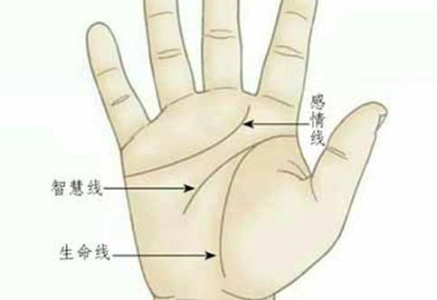 男人的掌纹