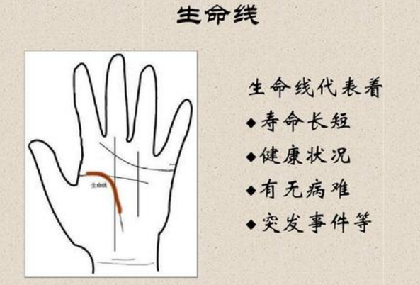 掌纹生命线