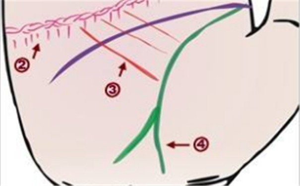 生命线掌纹分析运势，一起来了解一下