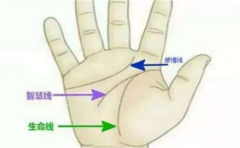 生命线短寿命就短，但是这几种情况是例外