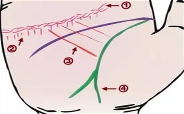 手掌纹路看肝