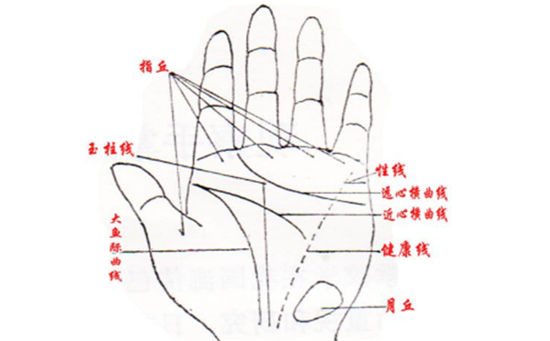 手掌根宫看疾病