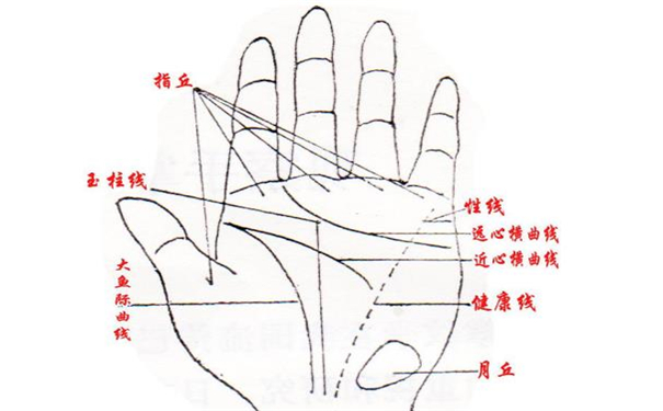 掌纹与健康