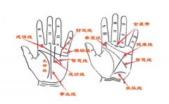 女生大富大贵的手相长这样