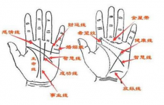 常見的掌紋有哪些？運勢怎麼樣？