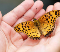 手相怎麼看濕氣呢 體內濕氣重會在手掌中的表現