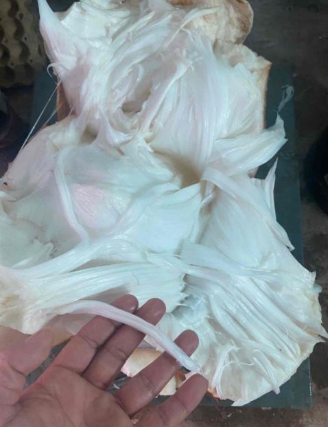 太歲檢測機構 太歲保健品公司