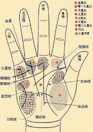 男人手掌纹路看命运图 男人左手手掌三条线正确图解