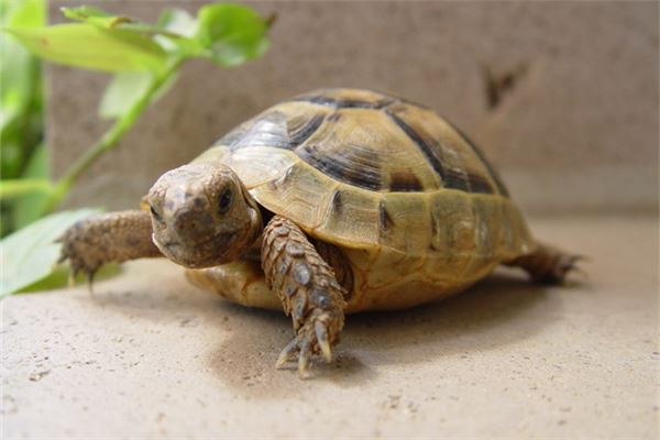 珍珠龟属于风水龟吗 珍珠龟属于风水龟吗为什么